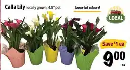 Farm Boy Calla Lily offer
