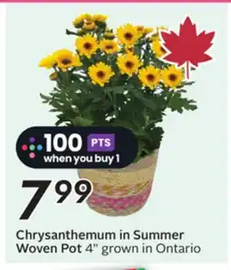 Sobeys Chrysanthemum in Summer Woven Pot offer