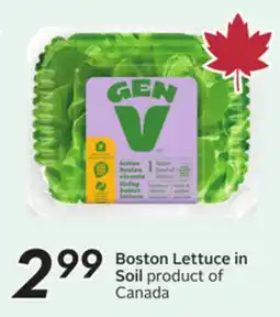 Sobeys Boston Lettuce in Soil offer