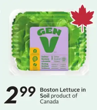 Sobeys Boston Lettuce in Soil offer