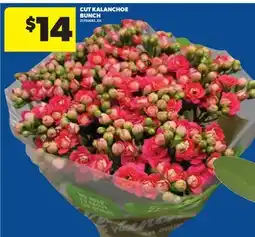 Real Canadian Superstore CUT KALANCHOE BUNCH offer