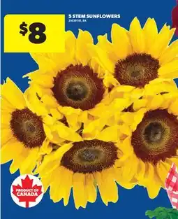Real Canadian Superstore 5 STEM SUNFLOWERS offer