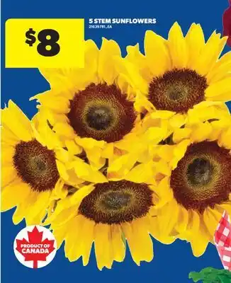 Real Canadian Superstore 5 STEM SUNFLOWERS offer