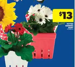 Real Canadian Superstore POTTED GERBERA DAISY offer