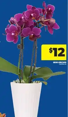 Real Canadian Superstore MINI ORCHID offer