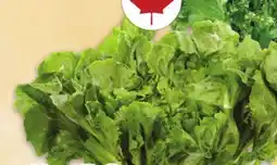 Metro ENDIVE OR ESCAROLE offer