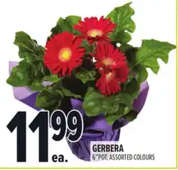 Metro GERBERA offer