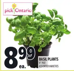 Metro BASIL PLANTS offer