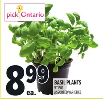 Metro BASIL PLANTS offer