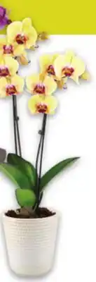 Metro ORCHID offer