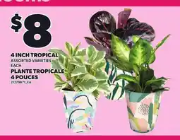 Independent Grocer 4 INCH TROPICAL, EACH offer