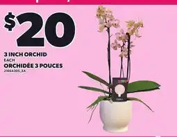Independent Grocer 3 INCH ORCHID offer