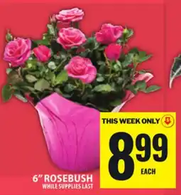 Food Basics 6 ROSEBUSH offer