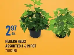 Canac HEDERA HELIX ASSORTED 3 1/2 in pot offer