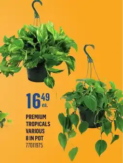 Canac Premium Tropicals Various 8 in Pot offer