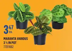 Canac Maranta Various 3 1/2 in Pot offer