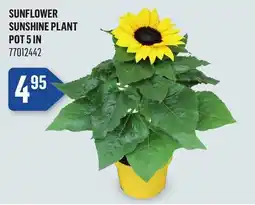 Canac Sunflower Sunshine Plant Pot 5 in offer