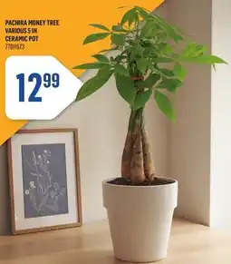 Canac Pachira Money Tree Various 5 in Ceramic Pot offer