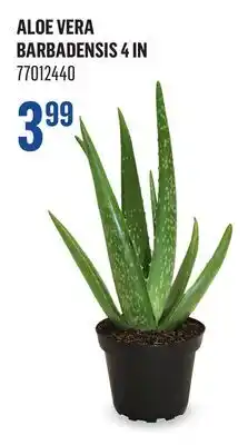 Canac Aloe Vera Barbadensis 4 in offer