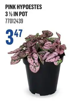 Canac Pink Hypoestes 3 1/2 in pot offer
