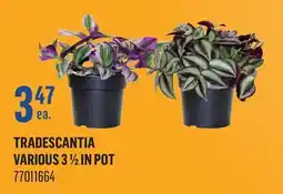 Canac Tradescantia Various 3 1/2 in Pot offer