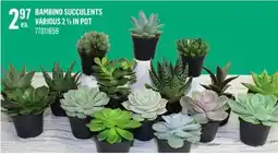 Canac Bambino Succulents Various 2 1/2 in Pot offer