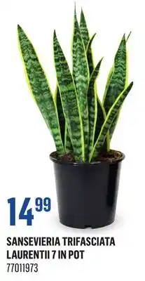 Canac Sansevieria trifasciata Laurentii 7 in Pot offer