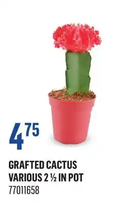 Canac Grafted Cactus Various 2 1/2 in Pot offer