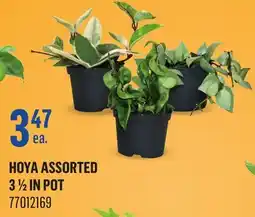 Canac HOYA ASSORTED 3 1/2 in pot offer