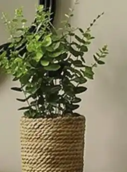 Canac Artificial Eucalyptus Plant with Rattan Pot offer