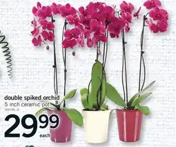Fortinos DOUBLE SPIKED ORCHID, 5 INCH CERAMIC POT offer