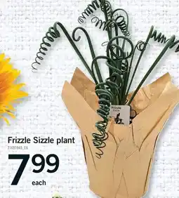 Fortinos FRIZZLE SIZZLE PLANT offer