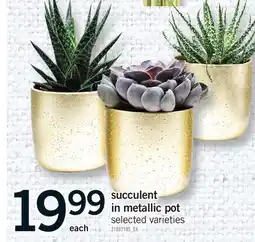 Fortinos SUCCULENT IN METALLIC POT offer