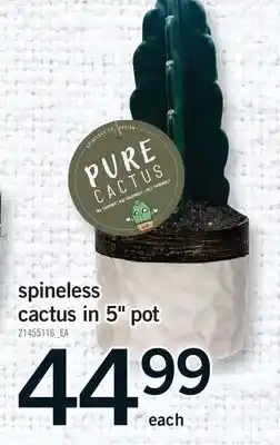 Fortinos SPINELESS CACTUS IN 5 POT offer