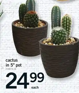 Fortinos CACTUS IN 5 POT offer