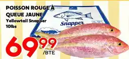 Marche Salaberry POISSON ROUGE À QUEUE JAUNE offer