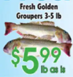 Danforth Food Market Fresh Golden Groupers offer