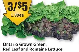 Starsky Green, Red Leaf and Romaine Lettuce offer