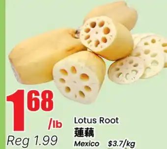 Terra Foodmart Lotus Root offer