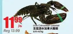 Terra Foodmart Live Canadian Lobster offer