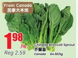 Terra Foodmart Chinese Broccoli Sprout offer