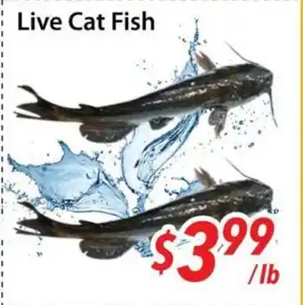 Bestco Food Mart Live Cat Fish offer