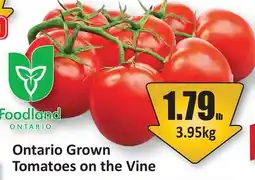 Starsky Ontario Grown Tomatoes on the Vine offer