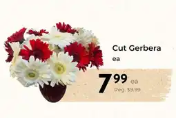 Marche Leo's Cut Gerbera offer