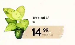 Marche Leo's Tropical 6 offer