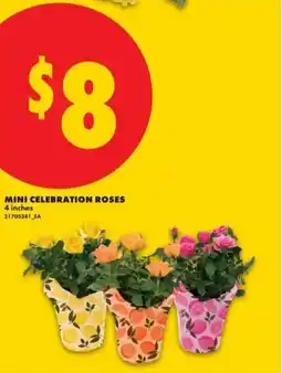 No Frills Mini celebration roses offer