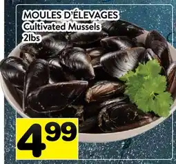 Supermarché PA MOULES D'ÉLEVAGES | Cultivated Mussels offer