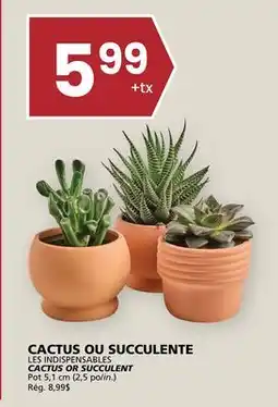 Rachelle-Bery Grocery LES INDISPENSABLES CACTUS OR SUCCULENT offer