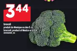 Maxi BROCOLI offer
