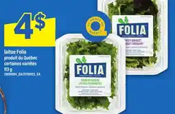 Maxi LAITUE FOLIA offer